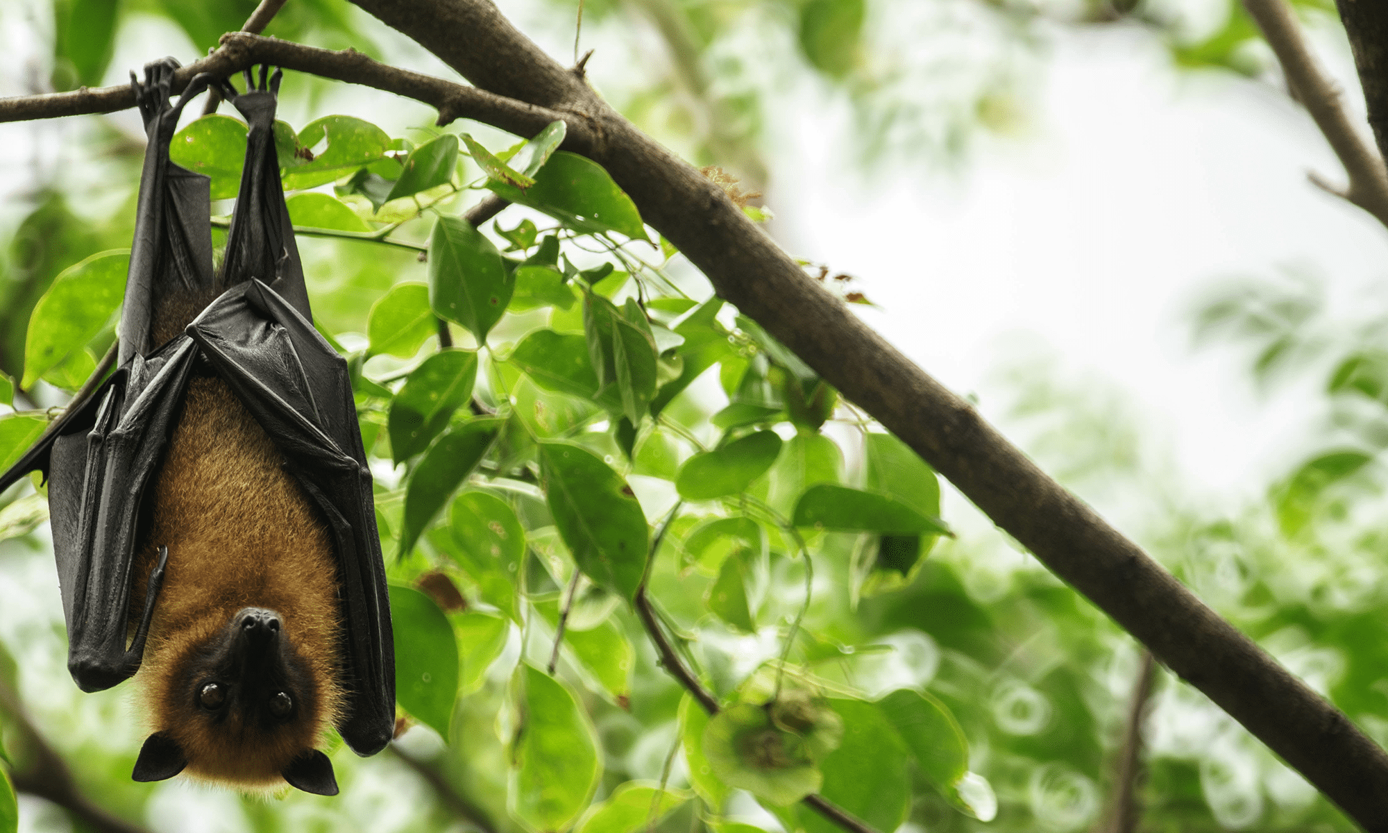 Mnoge primjene ultrazvuka